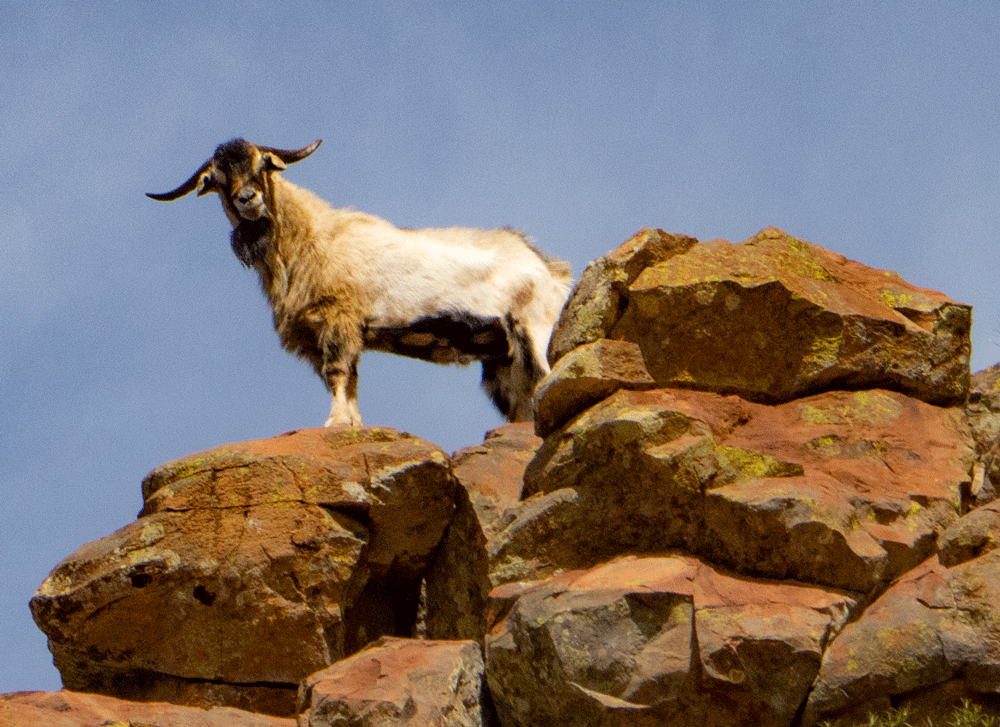 Wilder Ziegenbock auf dem Gipfelplateau