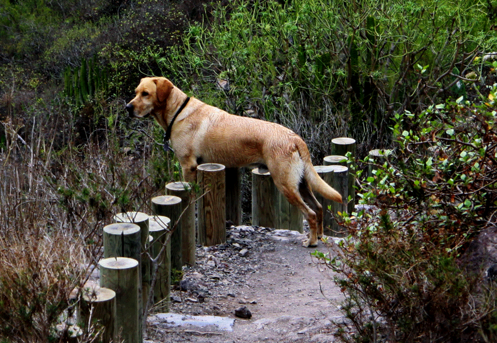 Hund im Barranco del Infierno - heute verboten