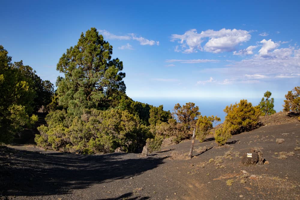 Ruta de senderismo hasta el borde de la ruptura a través de bosques de pinos