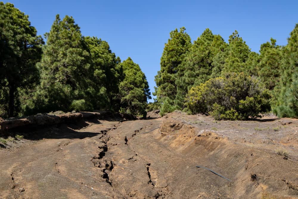 Caminos deslavados a través de bosques de pinos