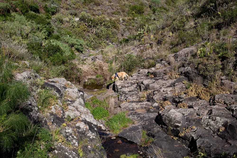 Mein Wanderhund Lasko im Barrancobett des Barranco Seco