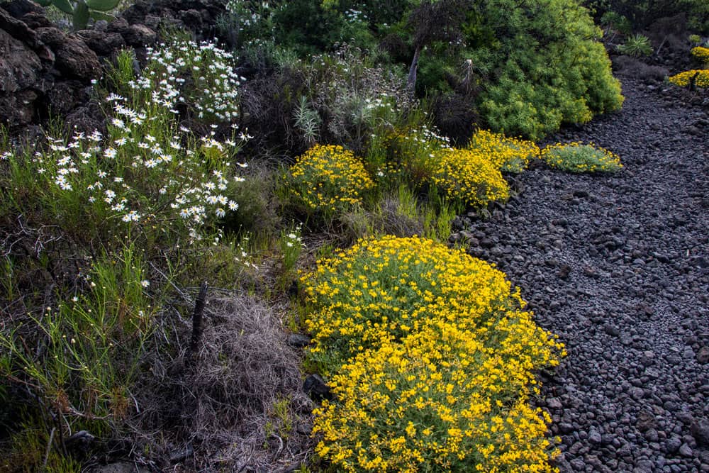 Flores en el camino