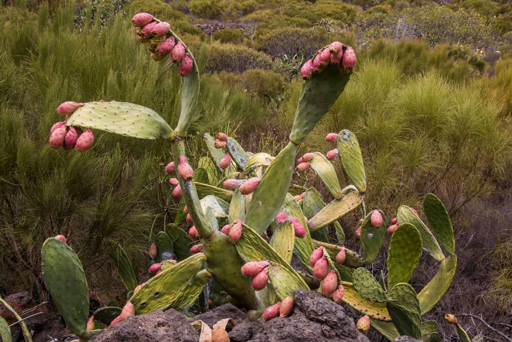 Cactus con higos al lado del camino