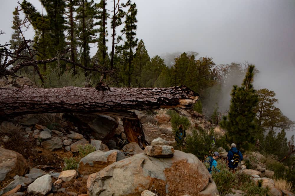 Ruta de senderismo entre rocas y árboles que bloquean el camino