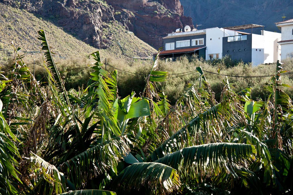 Banana plants in Valle Gran Rey
