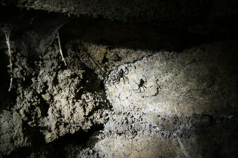 spiders in the cave