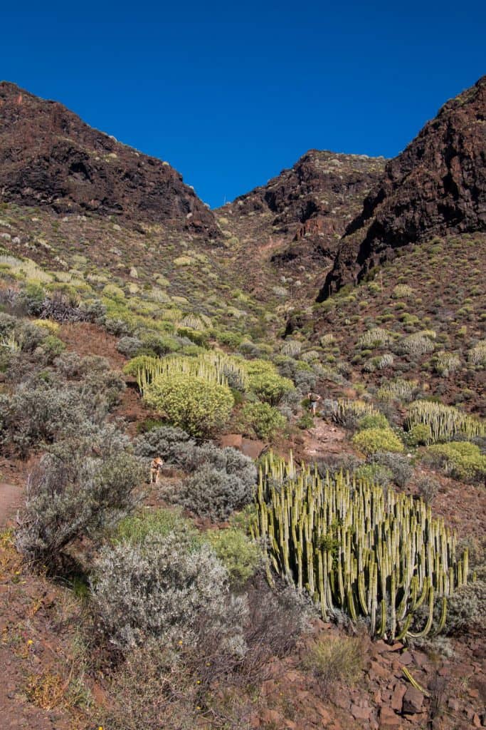 Barranco path with hiker and dog