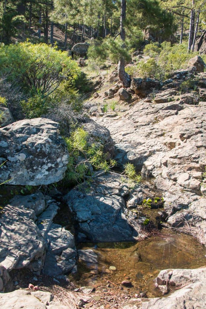 Gran Canaria - hiking through pine forests