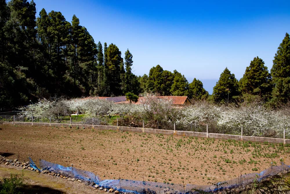 Campo y árboles en flor cerca de La Florida