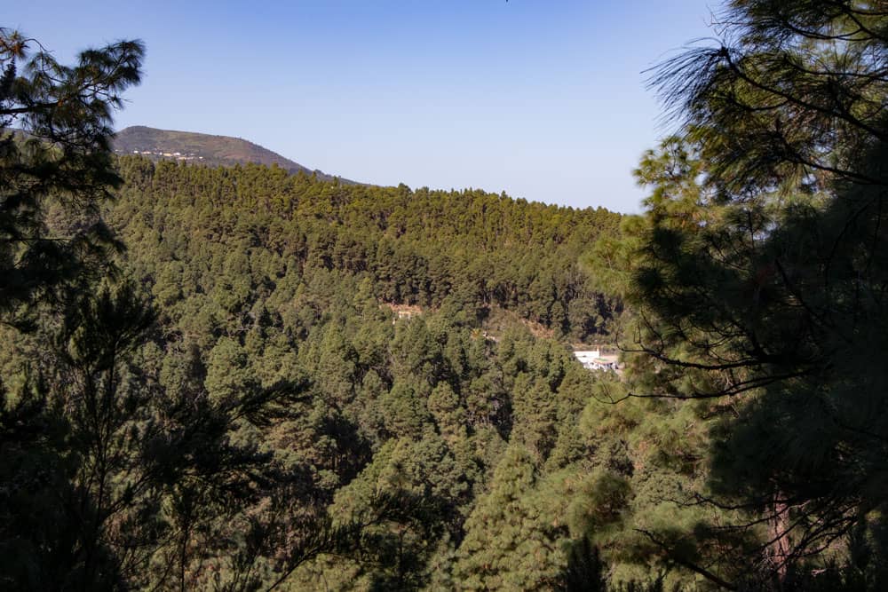 Vista sobre los densos pinares del norte, cerca de La Florida