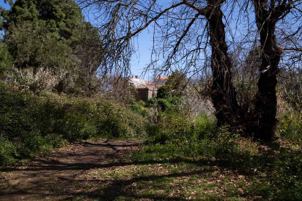 Wanderweg unter großen Bäumen und durch Herbstlaub