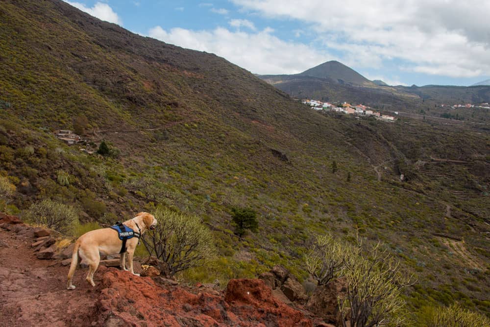 Hiking with dog