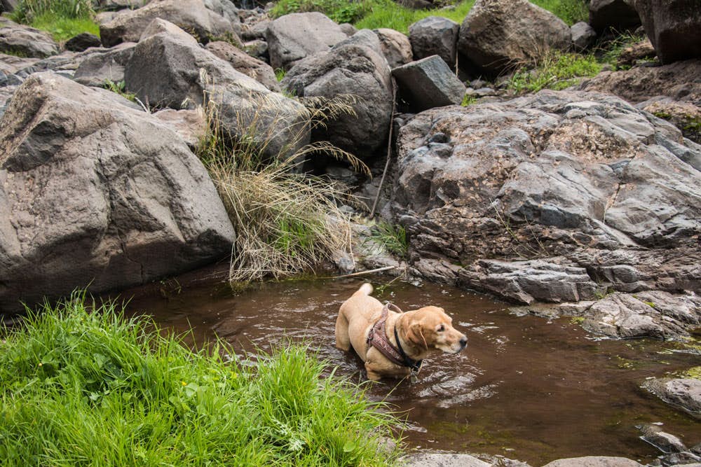 Refreshment for the dog in the water of the gorge