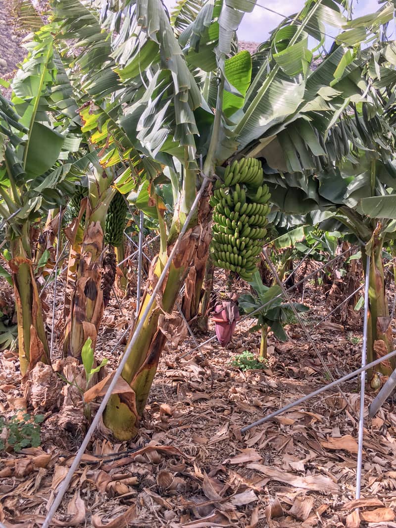 bananas on the way