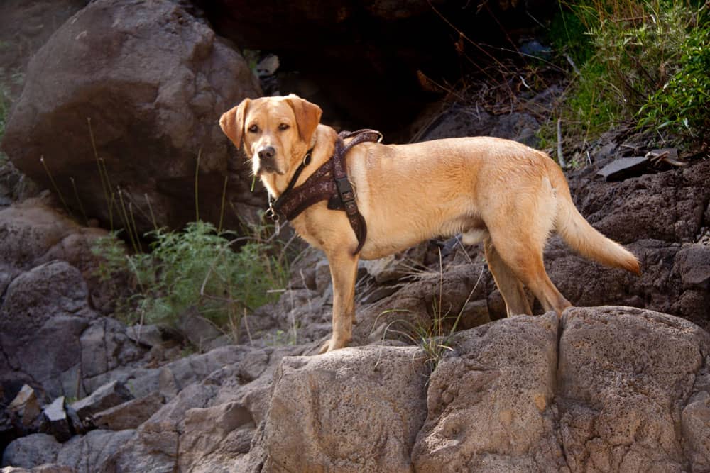 Hiking dog Lasko