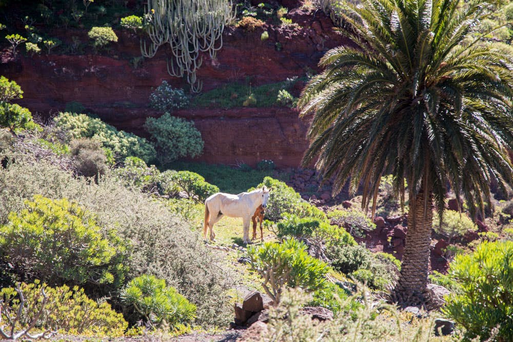 palm trees, horses and a lot of green in the Barranco Chico