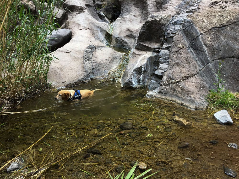 water in the Masca gorge - dogs like it