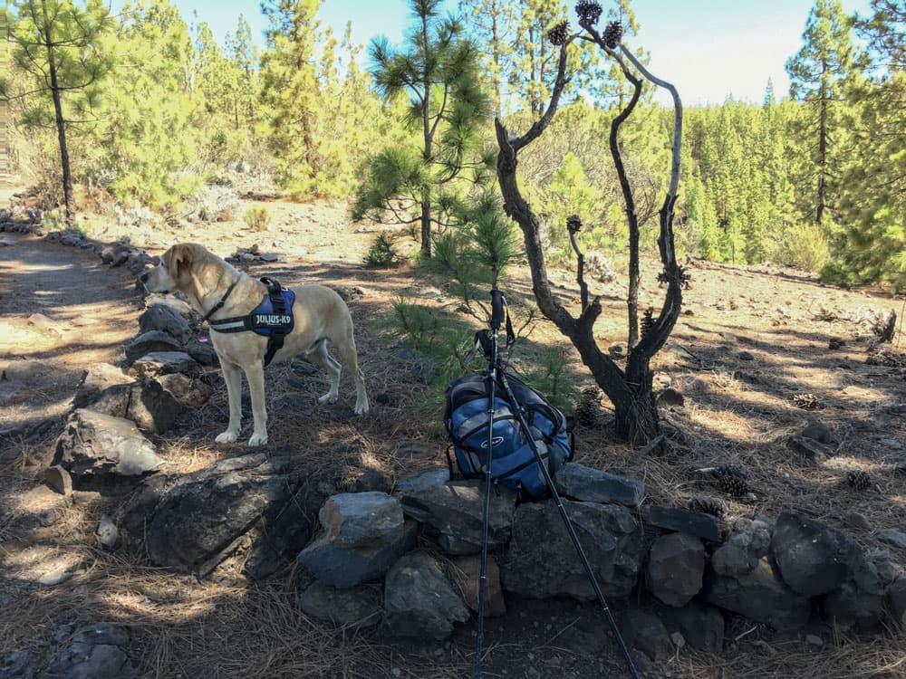 Hiking with dog Lasko