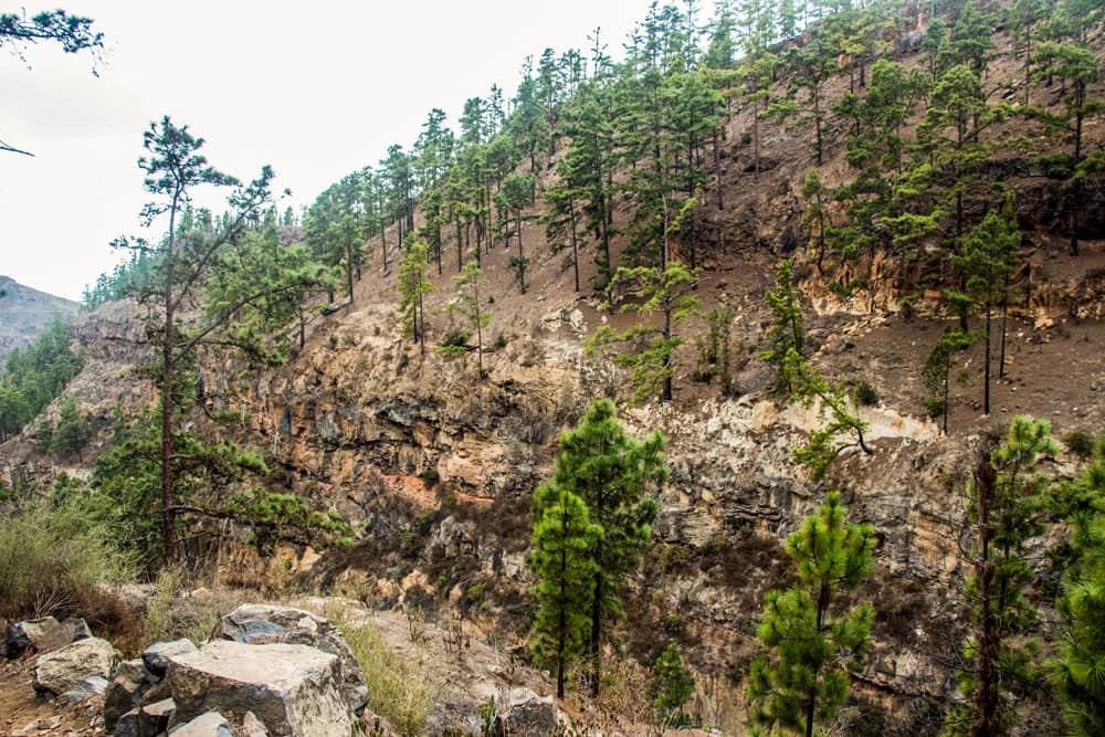 Barranco edge with pines