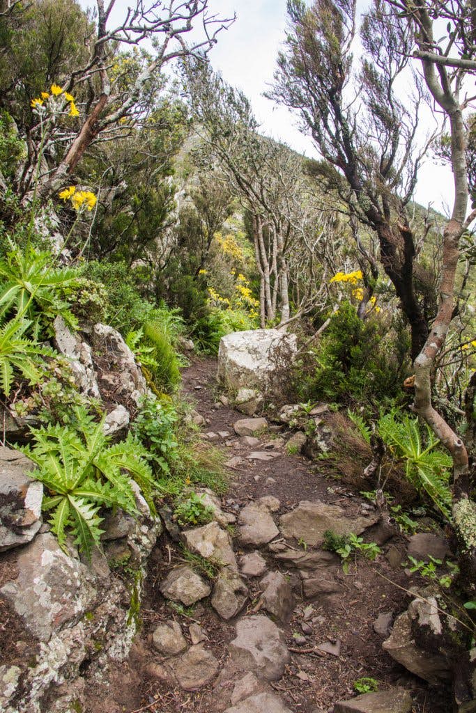 hiking path in the cloud forest