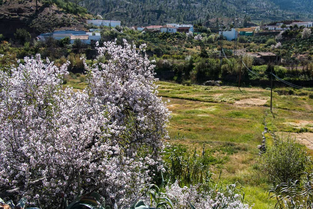 Almond trees on the way