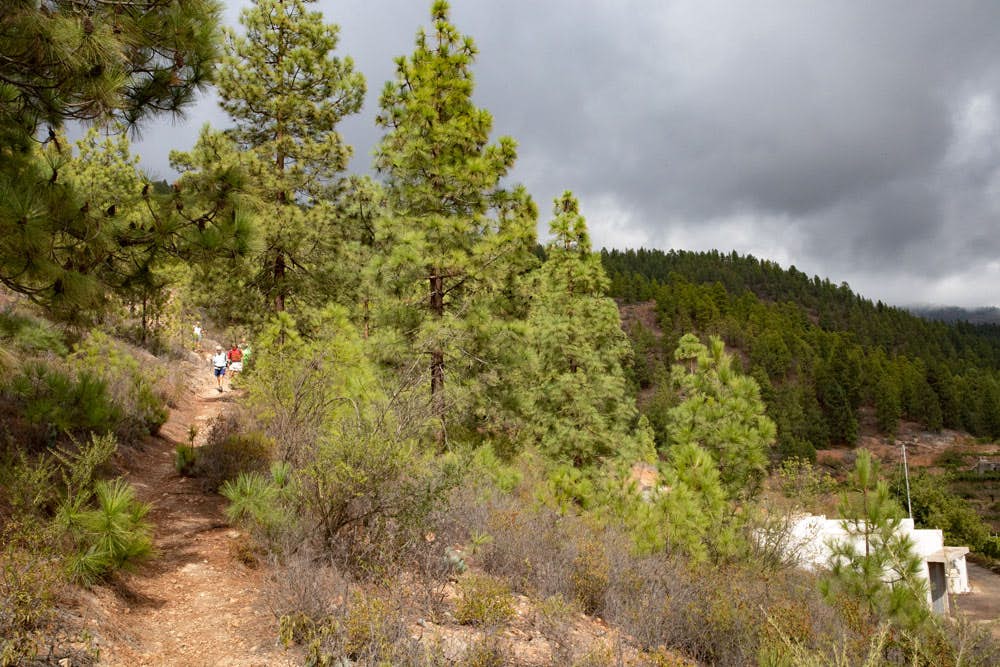 hiking path through the pine woods - Montaña de las Coloradas