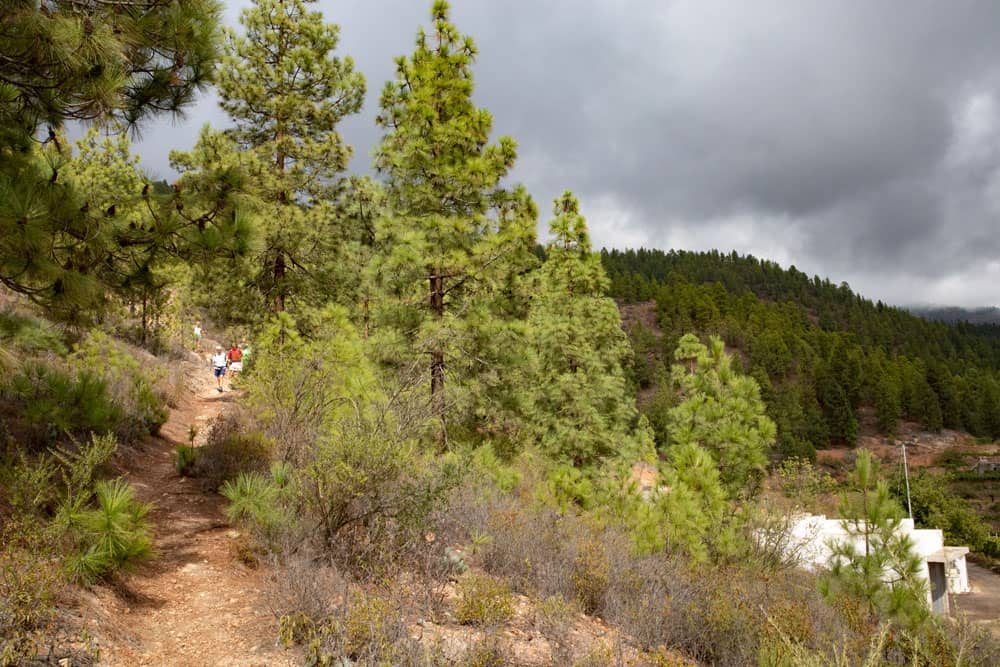 hiking path through the pine woods - Montaña de las Coloradas