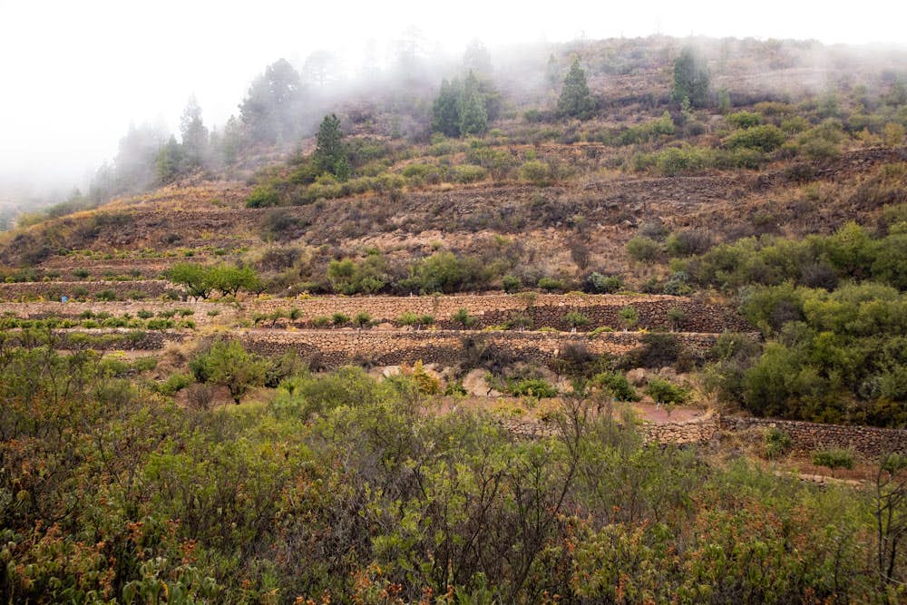 fields, terraces and bushes at the hiking trail - Montaña de las Coloradas