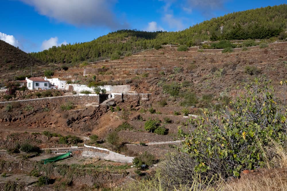 Cruz de Tea