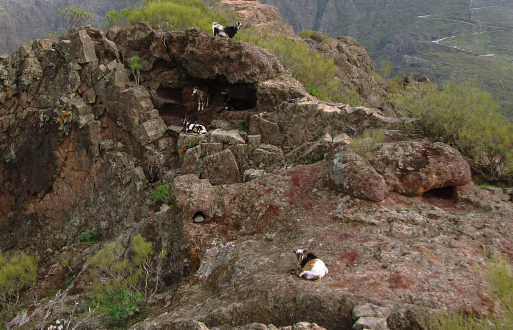 goats on the rocks