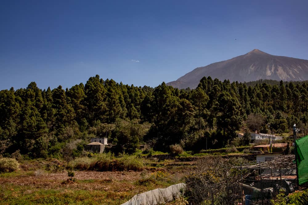 pine forests beneath the Teide - hike La Florida