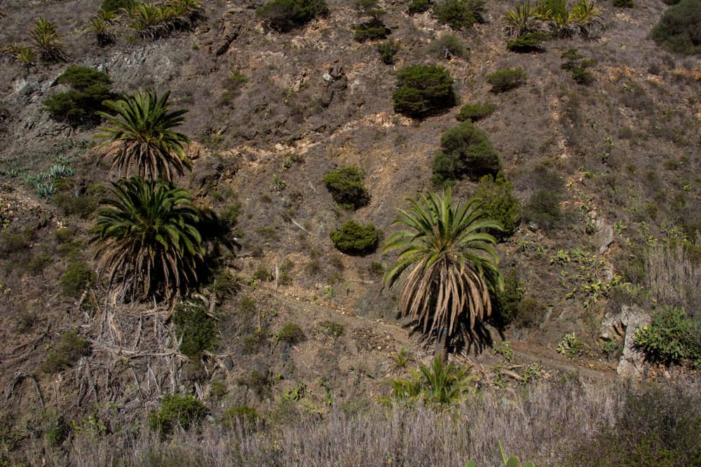 Hiking path between Simancas and Pie de la Cuesta