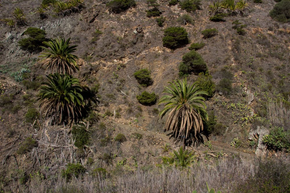 Hiking path between Simancas and Pie de la Cuesta