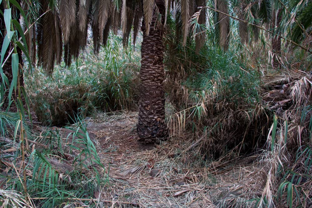 Hiking trail through reeds under palm trees