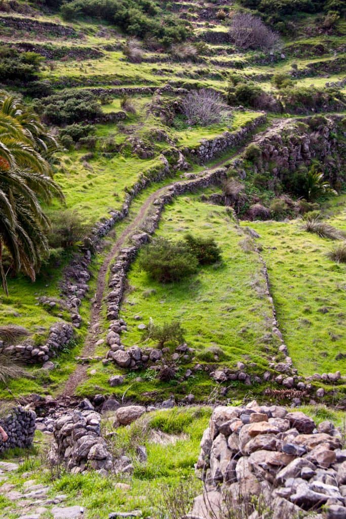 hiking trail through green