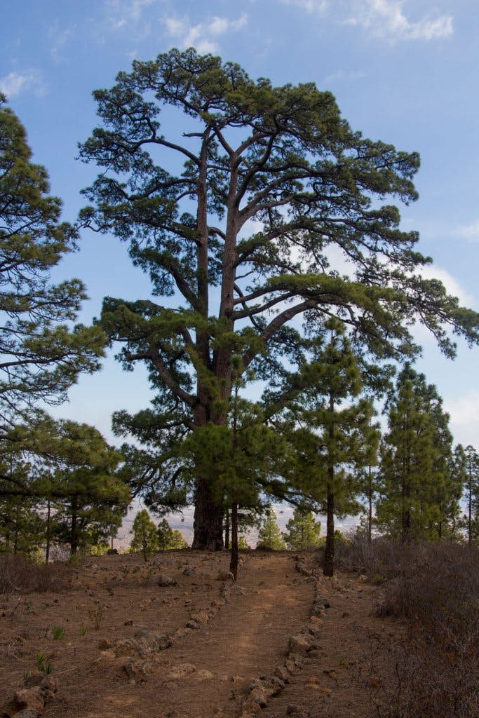 Pino del Guirre - tall pine tree