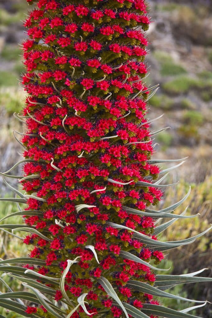 Roques de García - Tajinaste
