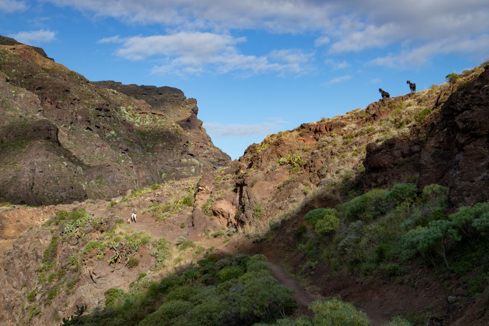 Goats accompany hikers on their way to Tamadiste