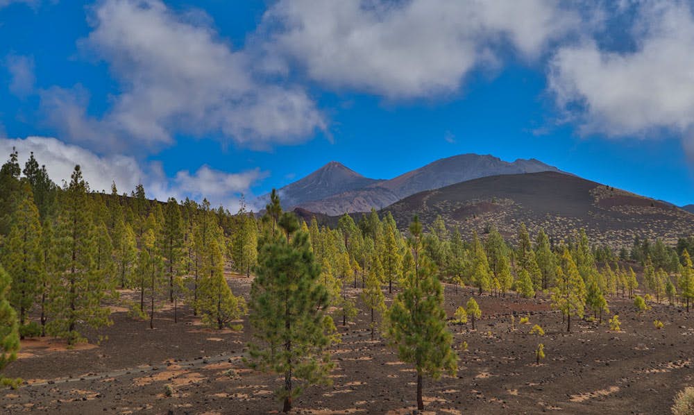 view on Mount Teide, Pico Viejo and pine woods