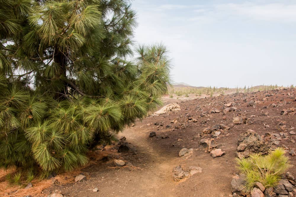 Canary pine with long pine needles