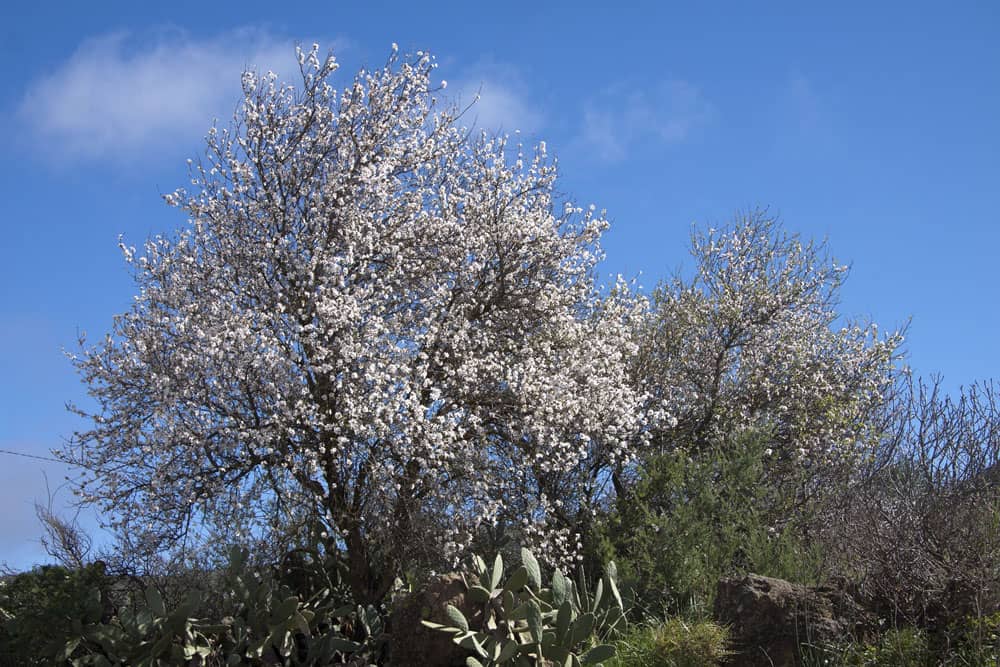 blossoming tree