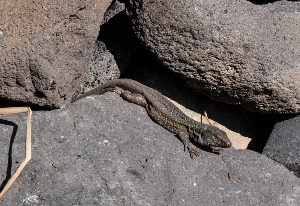 lizard at the beach of Tamadite