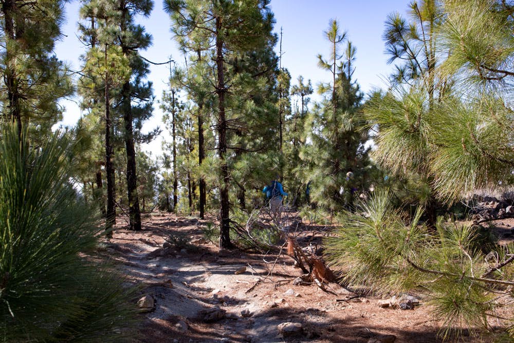 hiking path through the pine forests