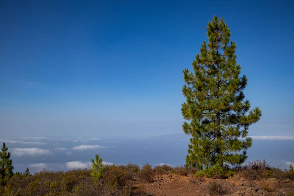 lonely pine tree