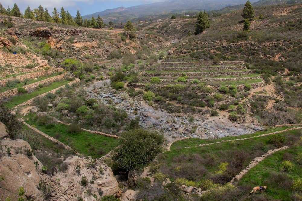 terraces in the upper part of the Barranco de Rey