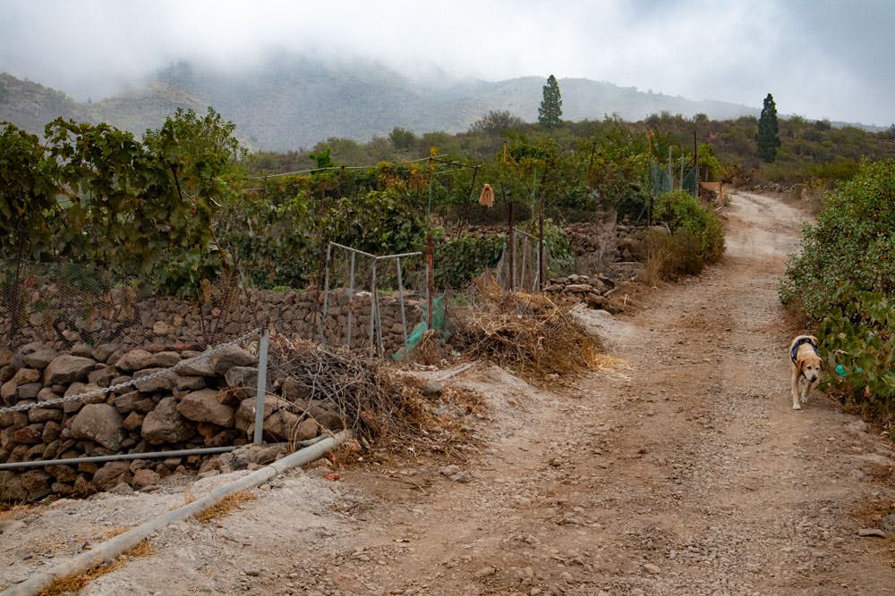 Road - Hiking trail through vineyards and gardens