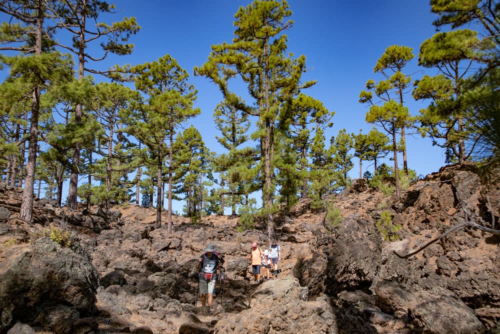 hikers on the trail through the wood