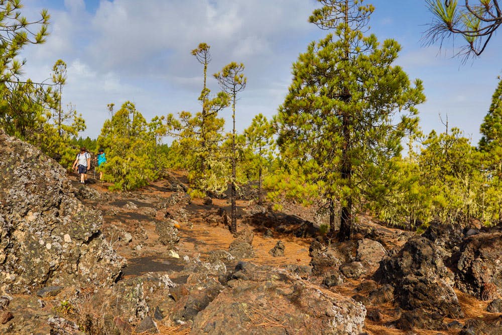 hiking over volcano stones and through green pine trees