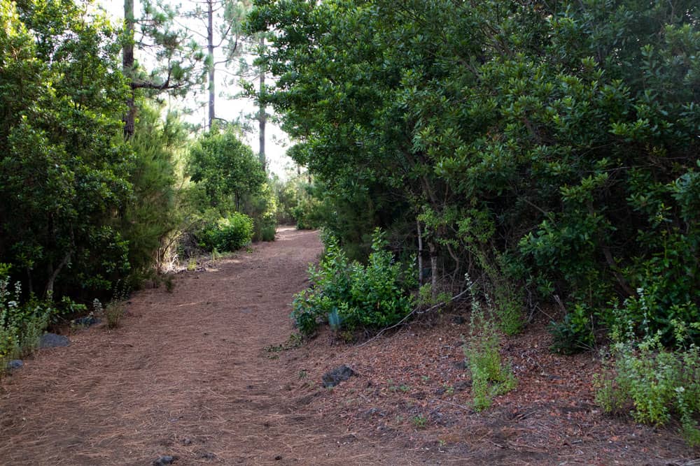 hiking path through the woods