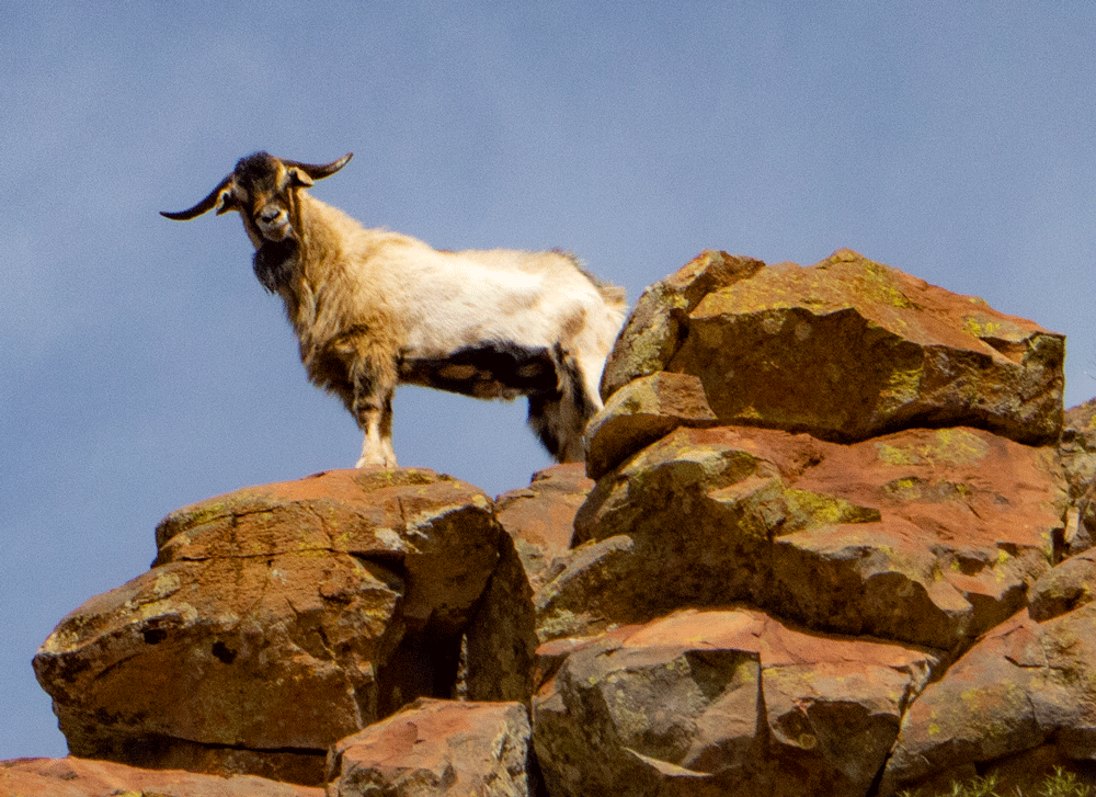 Wild goat on the summit plateau